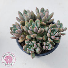 Load image into Gallery viewer, Graptoveria Purple Dream - Multi heads -100mm Large - John & Norma's Succulents