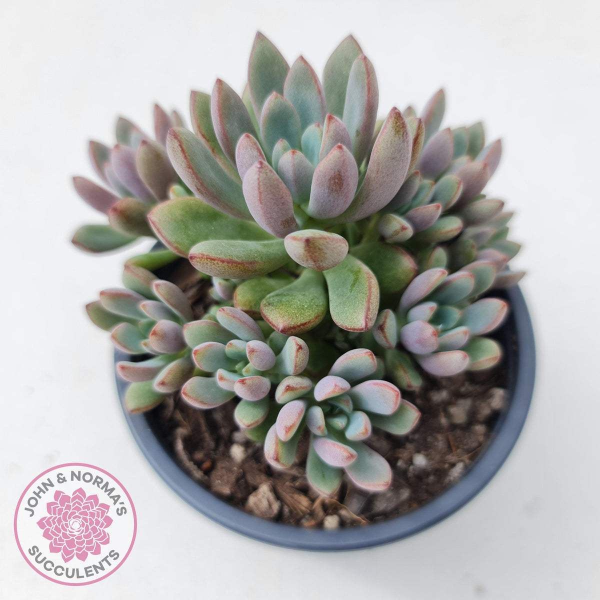 Graptoveria Purple Dream - Multi heads -100mm Large