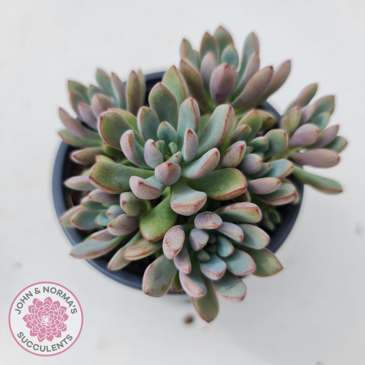 Graptoveria Purple Dream - Multi heads -100mm Large