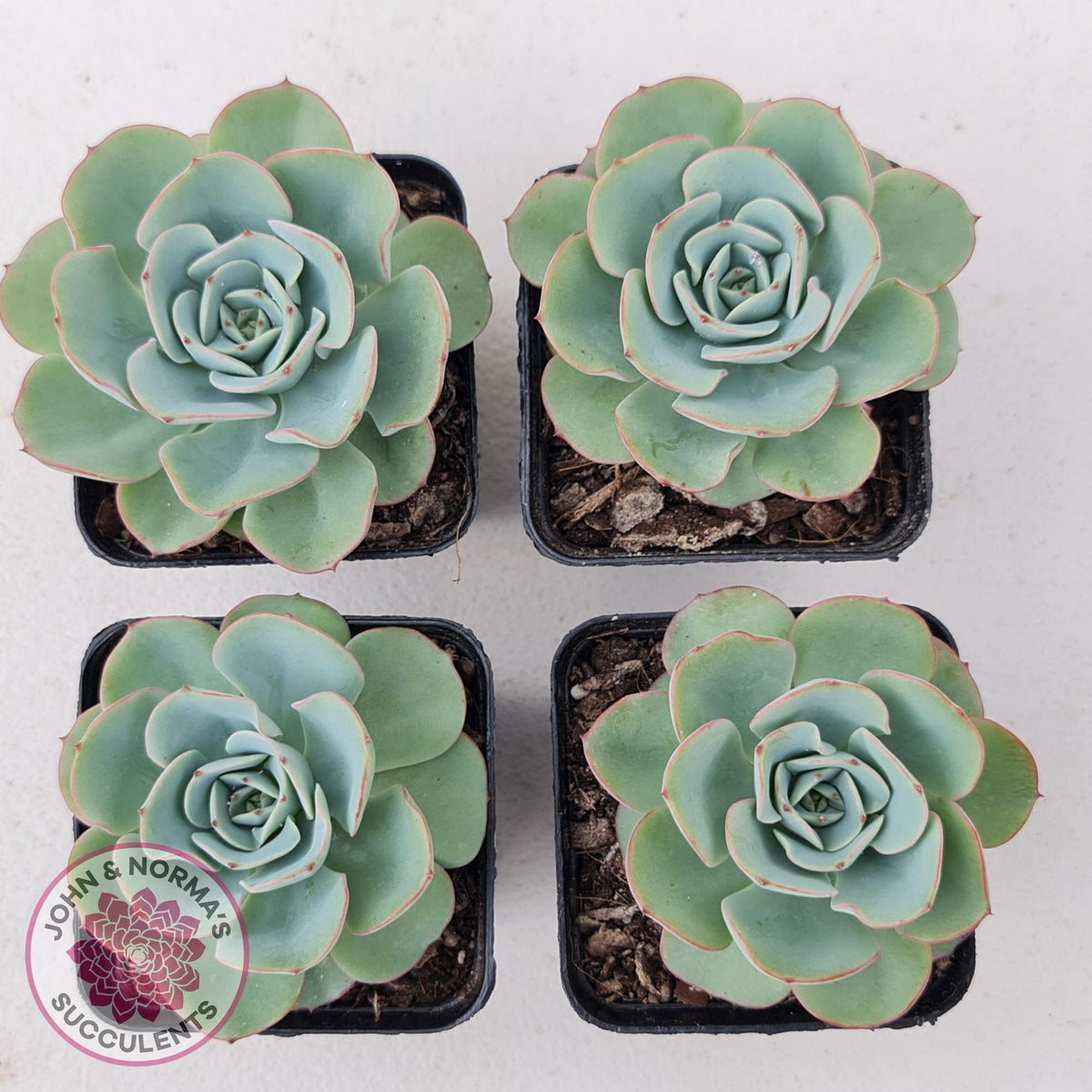 Echeveria Peaches and Cream