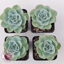 Load image into Gallery viewer, Echeveria Peaches and Cream - John & Norma's Succulents