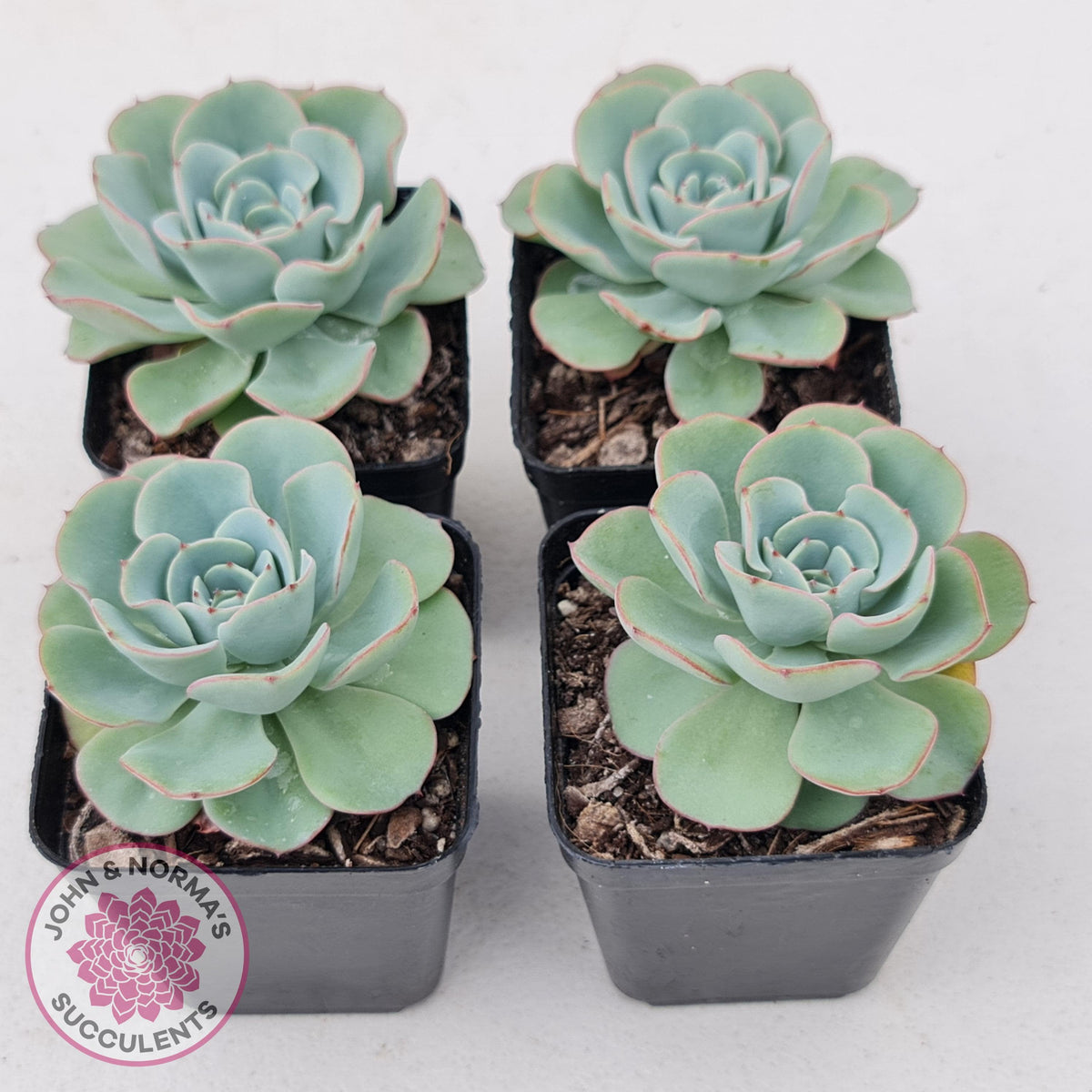 Echeveria Peaches and Cream