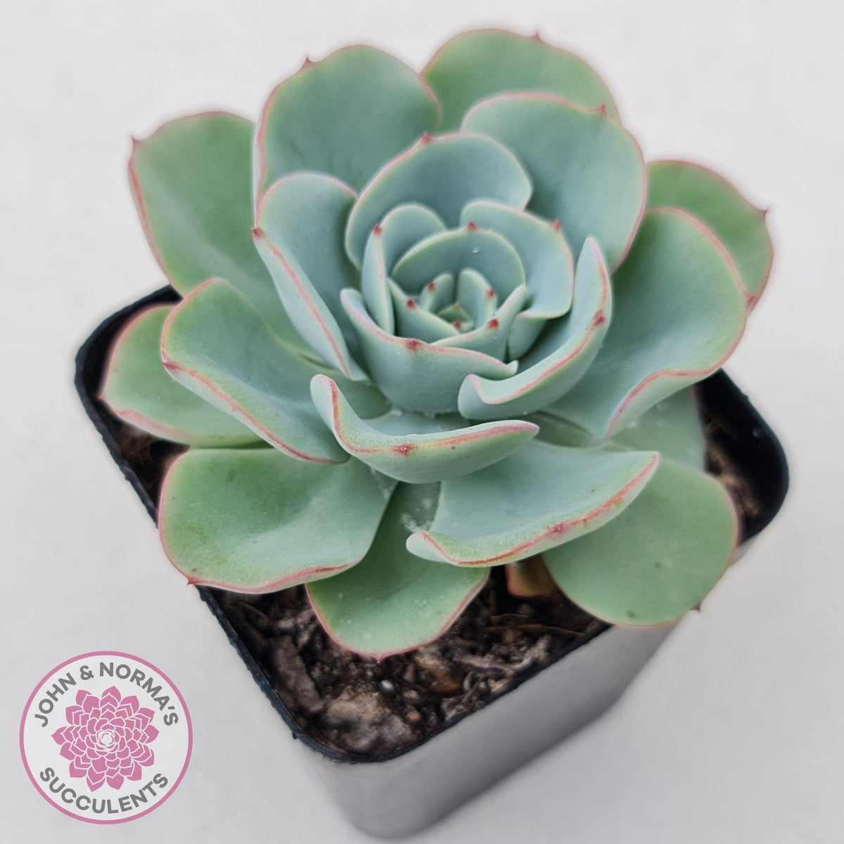 Echeveria Peaches and Cream