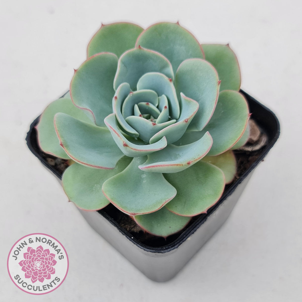 Echeveria Peaches and Cream