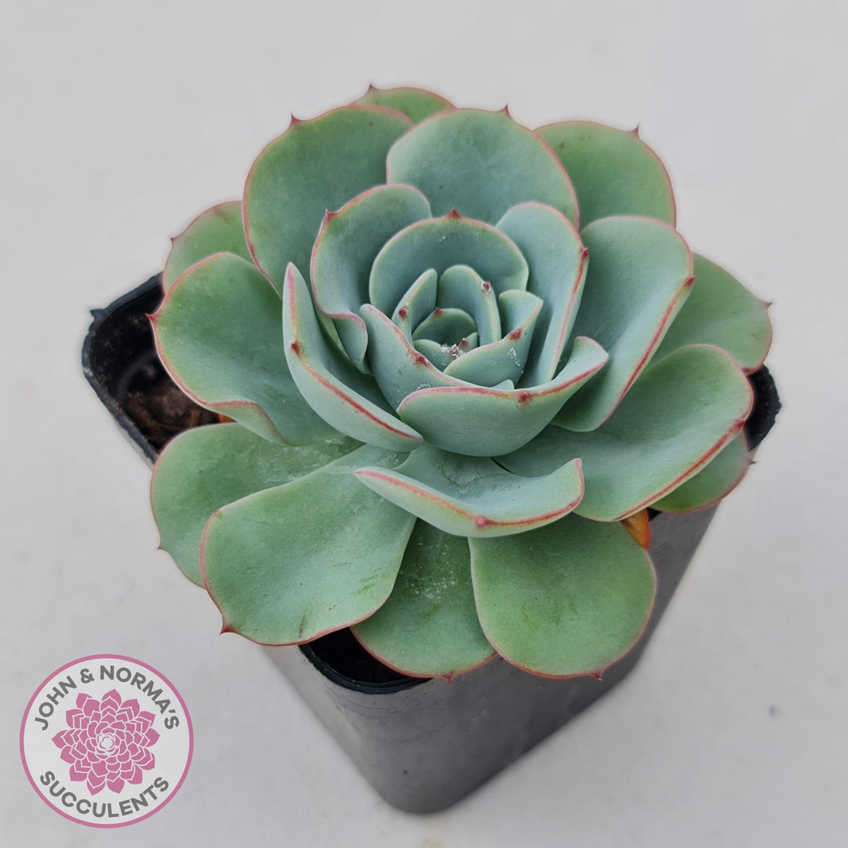Echeveria Peaches and Cream