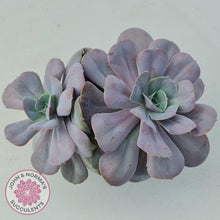 Load image into Gallery viewer, Echeveria Lolita - John & Norma's Succulents