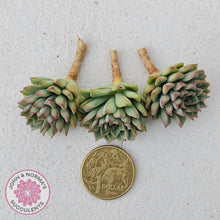 Load image into Gallery viewer, Sedeveria Darley Dale - Cuttings - John & Norma's Succulents