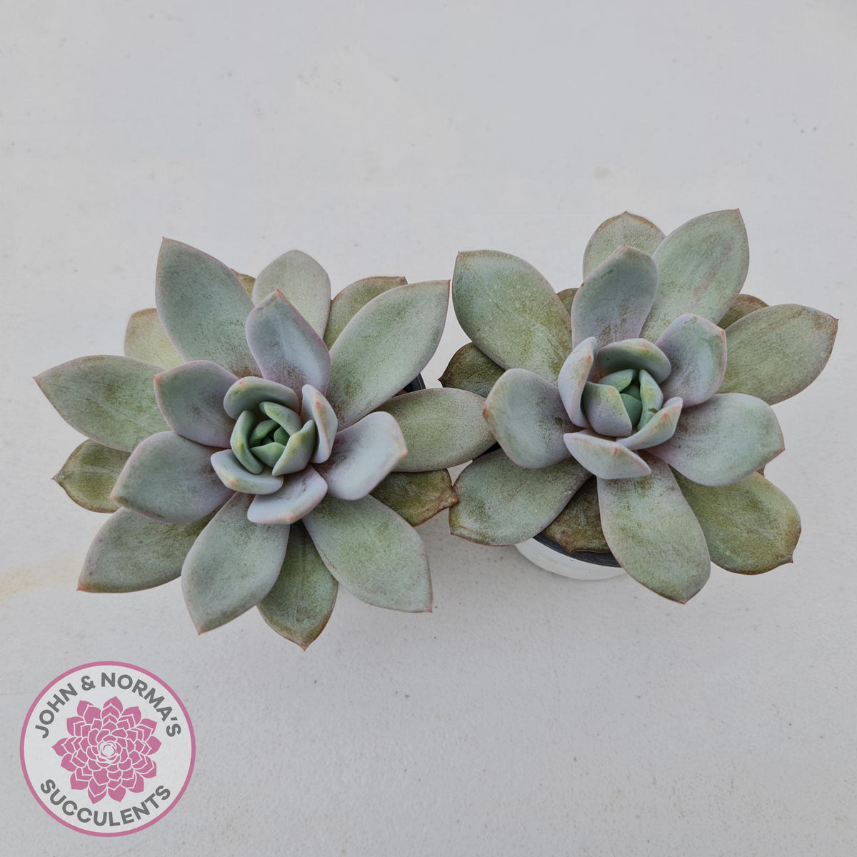 Echeveria German Champagne