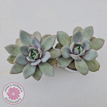 Load image into Gallery viewer, Echeveria German Champagne - John & Norma's Succulents