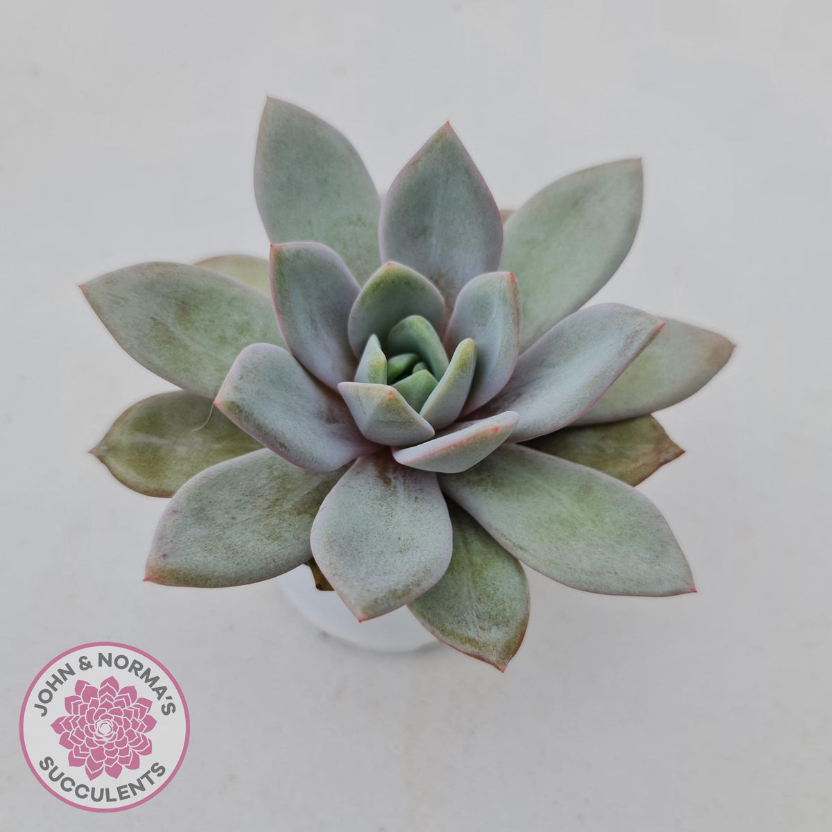 Echeveria German Champagne