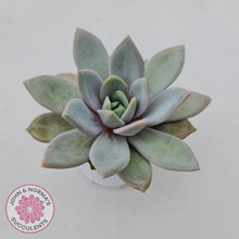 Load image into Gallery viewer, Echeveria German Champagne - John & Norma's Succulents