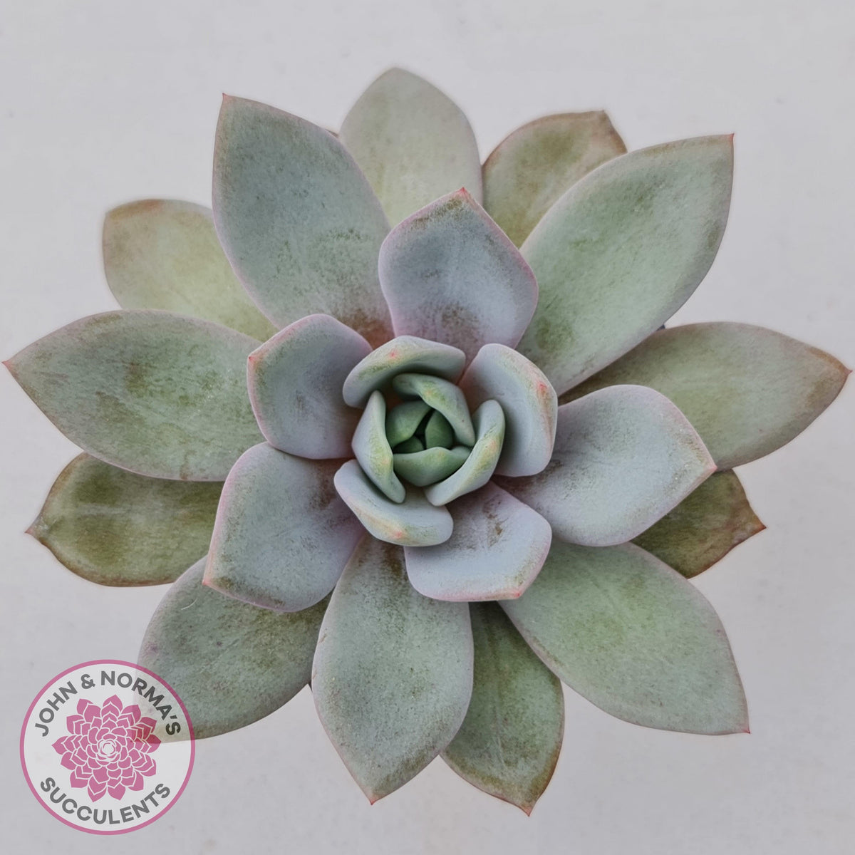 Echeveria German Champagne