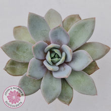 Load image into Gallery viewer, Echeveria German Champagne - John & Norma's Succulents