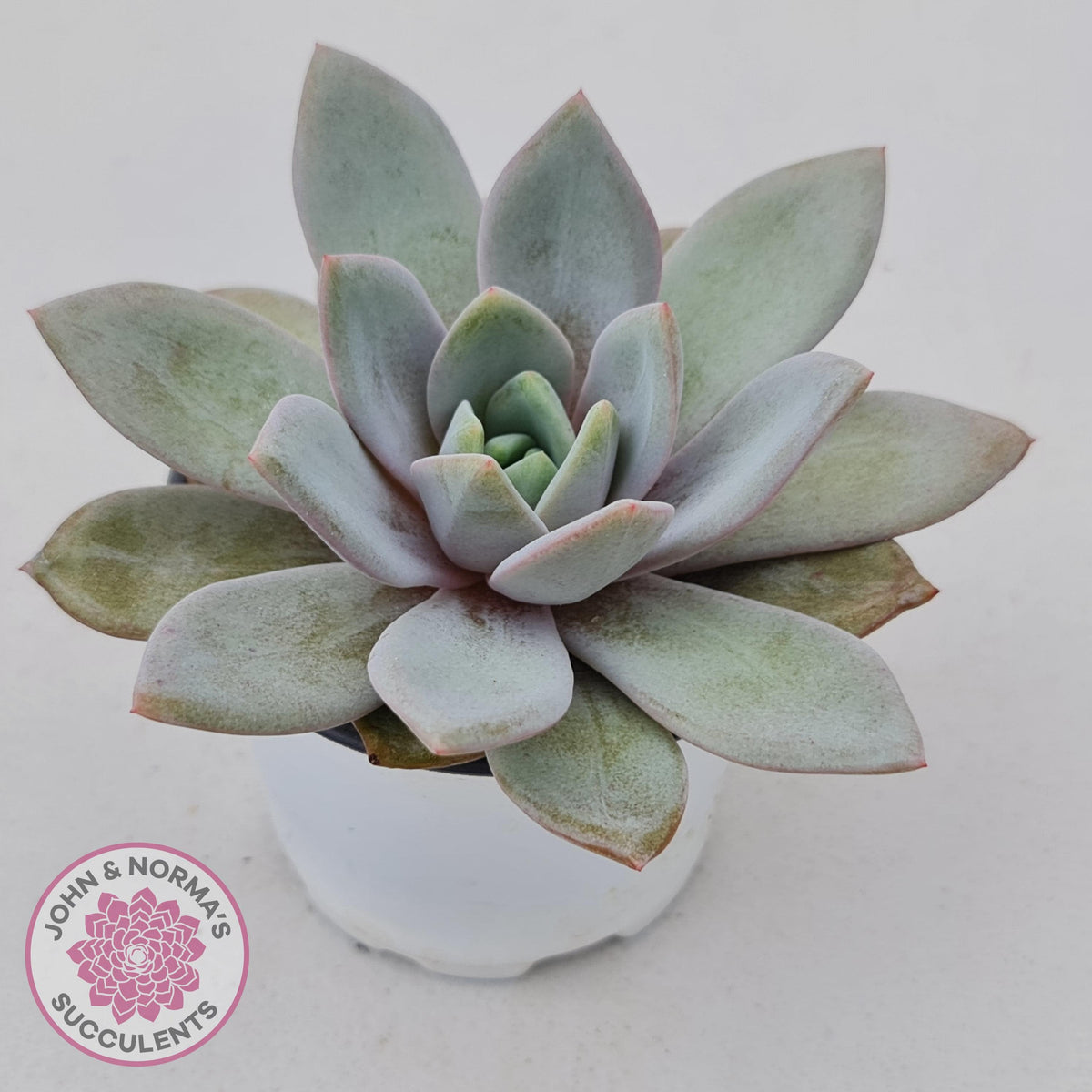 Echeveria German Champagne