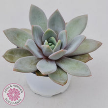 Load image into Gallery viewer, Echeveria German Champagne - John & Norma's Succulents