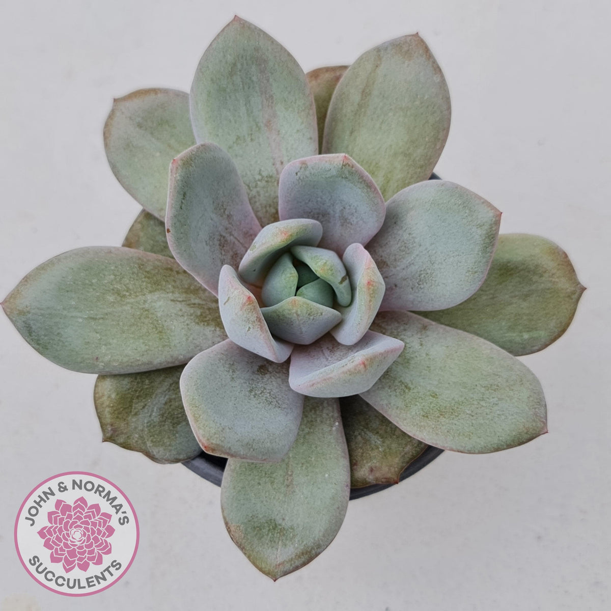 Echeveria German Champagne