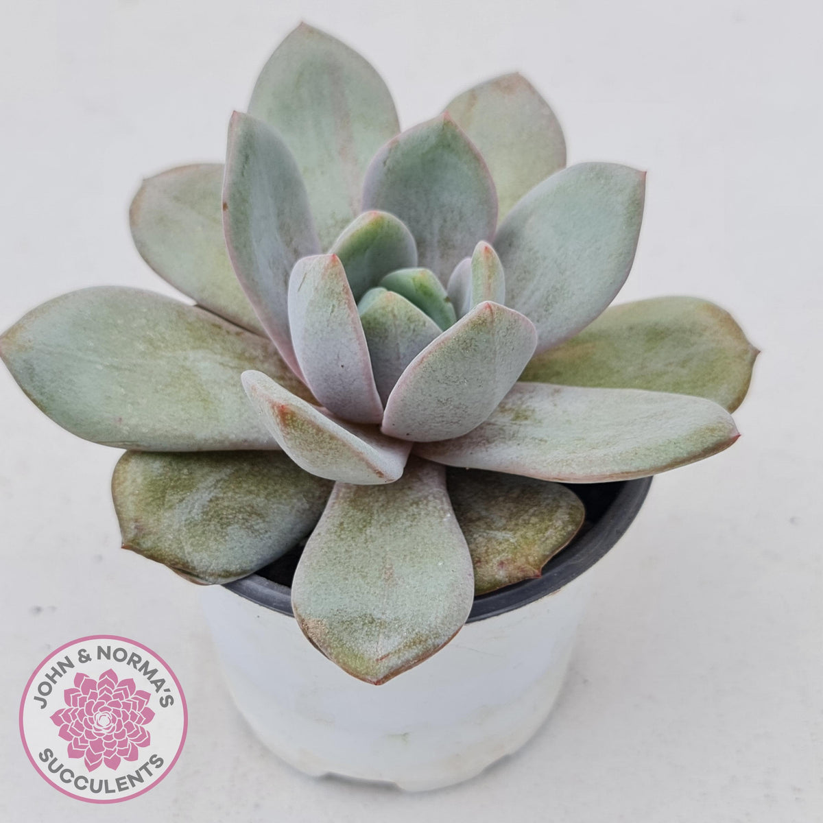 Echeveria German Champagne