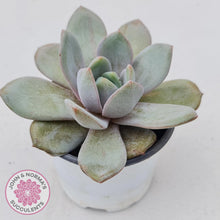 Load image into Gallery viewer, Echeveria German Champagne - John & Norma's Succulents