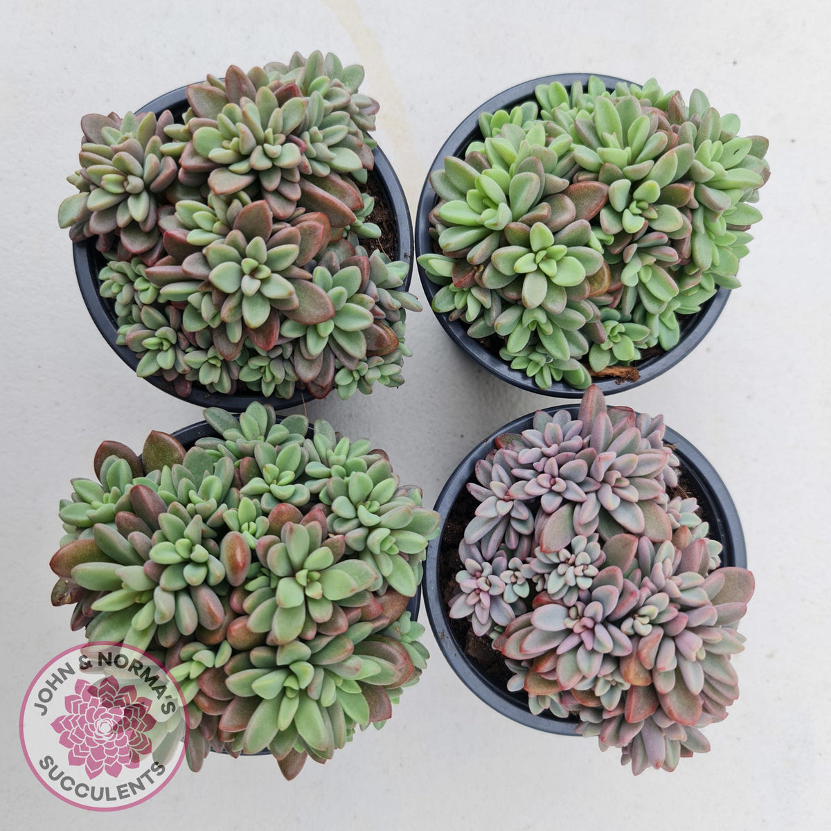 Echeveria manaudes cluster -100mm Large