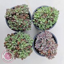 Load image into Gallery viewer, Echeveria manaudes cluster -100mm Large - John & Norma's Succulents