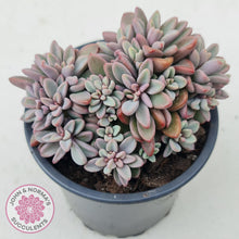 Load image into Gallery viewer, Echeveria manaudes cluster -100mm Large - John & Norma's Succulents