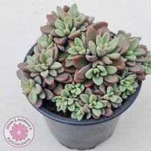Load image into Gallery viewer, Echeveria manaudes cluster -100mm Large - John & Norma's Succulents
