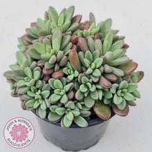 Load image into Gallery viewer, Echeveria manaudes cluster -100mm Large - John & Norma's Succulents