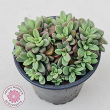 Load image into Gallery viewer, Echeveria manaudes cluster -100mm Large - John & Norma's Succulents