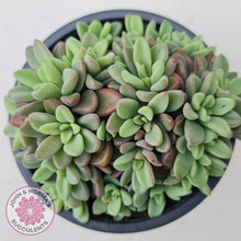 Load image into Gallery viewer, Echeveria manaudes cluster -100mm Large - John & Norma's Succulents