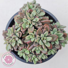 Load image into Gallery viewer, Echeveria manaudes cluster -100mm Large - John & Norma's Succulents