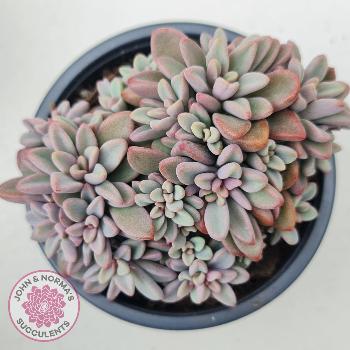 Echeveria manaudes cluster -100mm Large
