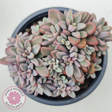Load image into Gallery viewer, Echeveria manaudes cluster -100mm Large - John & Norma's Succulents