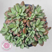 Load image into Gallery viewer, Echeveria manaudes cluster -100mm Large - John & Norma's Succulents