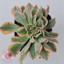 Load image into Gallery viewer, Aeonium Sunburst Crest - John & Norma's Succulents
