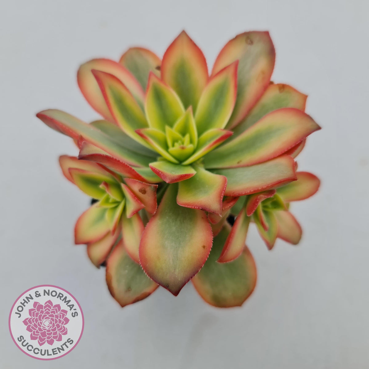 Aeonium haworthii 'Dream Color' aka 'Kiwi'