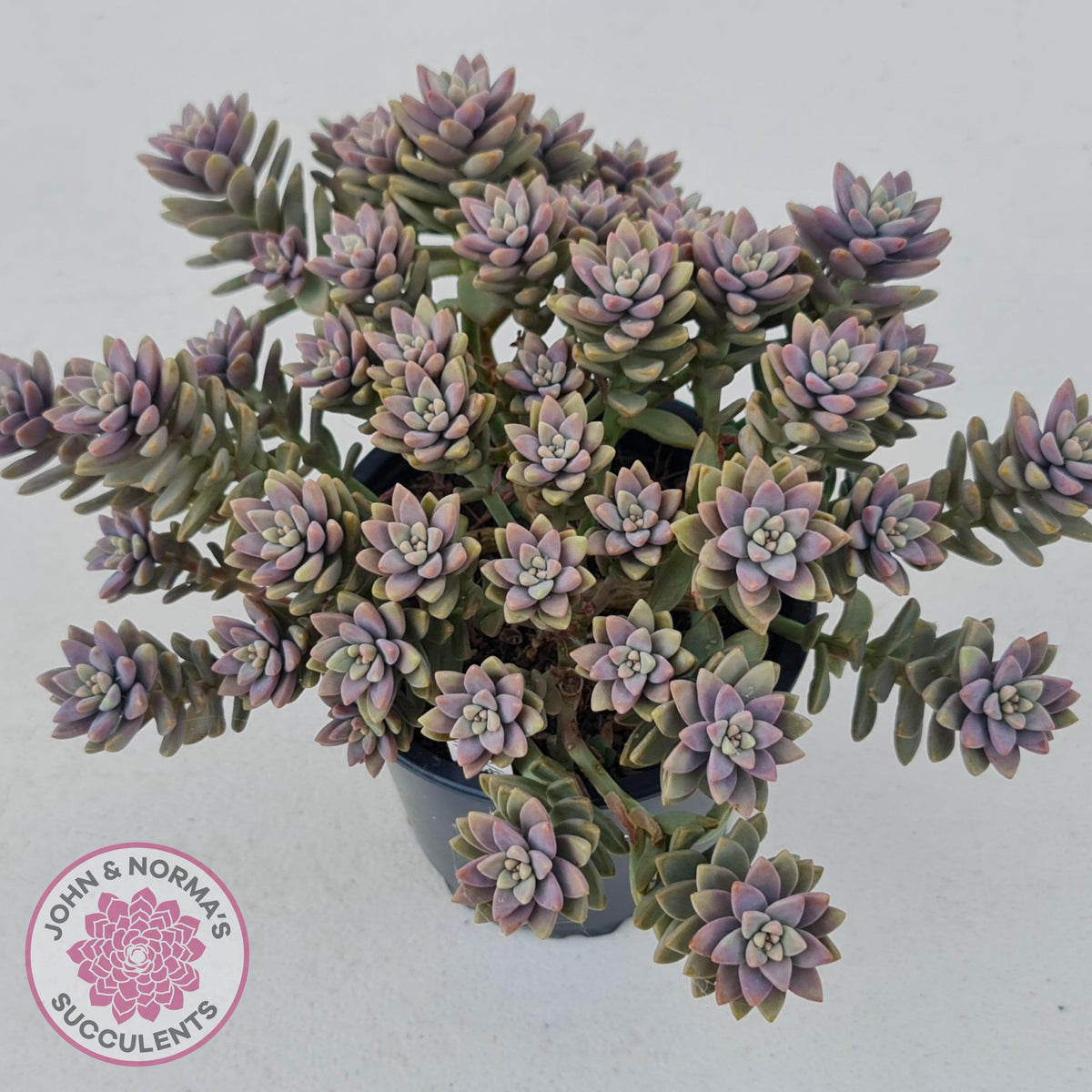 Sedeveria Pink Granite