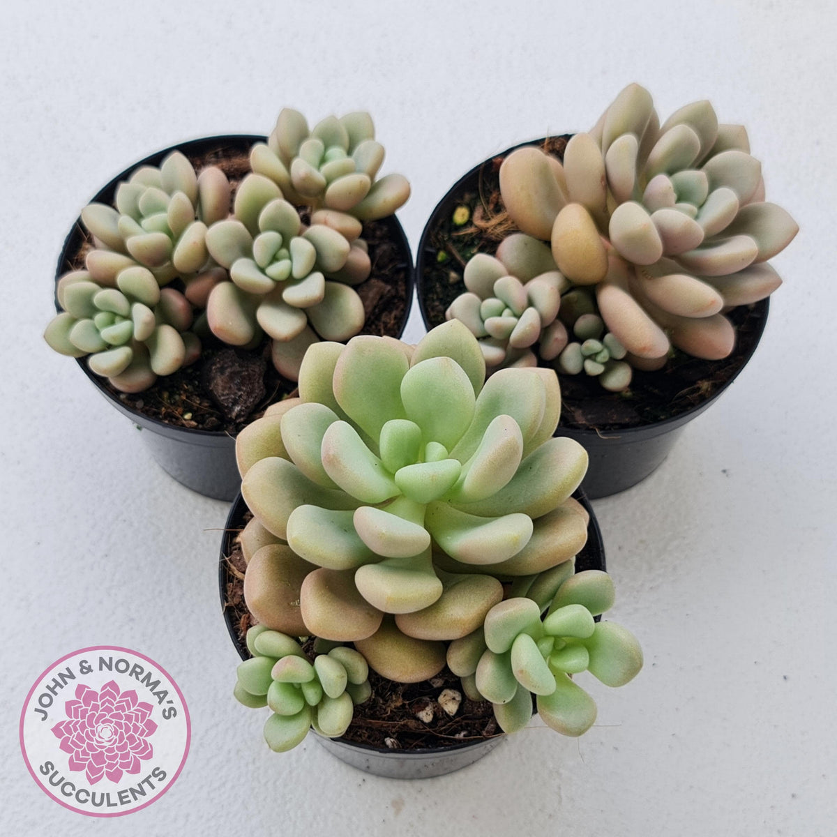 Graptoveria 'avant-garde'