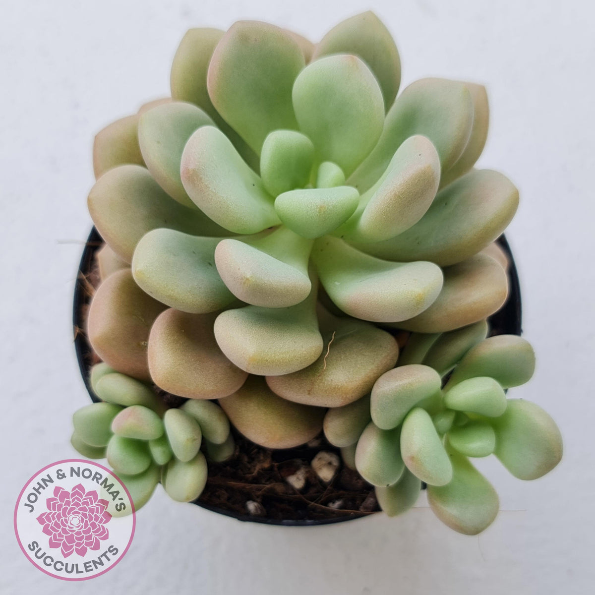 Graptoveria 'avant-garde'