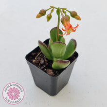 Load image into Gallery viewer, Cotyledon sp. (Fat Leaf Form) - John & Norma's Succulents