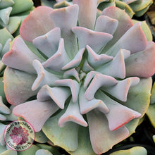 Load image into Gallery viewer, Echeveria Cubic Frost - Single Head - John & Norma's Succulents