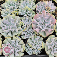 Load image into Gallery viewer, Echeveria Cubic Frost - Single Head - John & Norma's Succulents