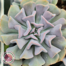 Load image into Gallery viewer, Echeveria Cubic Frost - Single Head - John & Norma's Succulents