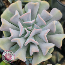 Load image into Gallery viewer, Echeveria Cubic Frost - Single Head - John & Norma's Succulents