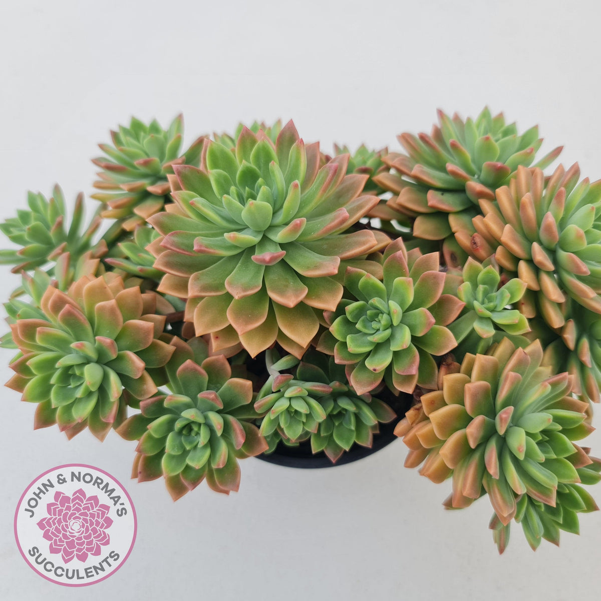 Echeveria Kerrie's Choice - Cutting/s