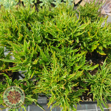 Load image into Gallery viewer, Kalanchoe Tarantula - John & Norma's Succulents