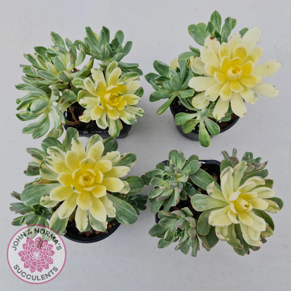 Aeonium Castello-Paivae Variegata 'Suncup'