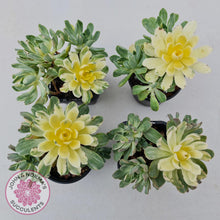 Load image into Gallery viewer, Aeonium Castello-Paivae Variegata 'Suncup' - John & Norma's Succulents