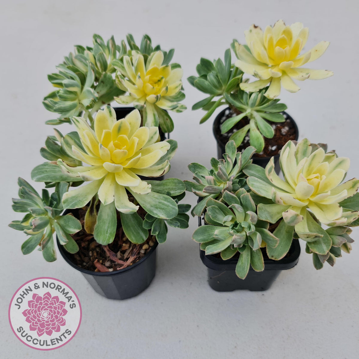 Aeonium Castello-Paivae Variegata 'Suncup'