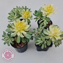 Load image into Gallery viewer, Aeonium Castello-Paivae Variegata 'Suncup' - John & Norma's Succulents