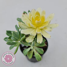 Load image into Gallery viewer, Aeonium Castello-Paivae Variegata 'Suncup' - John & Norma's Succulents